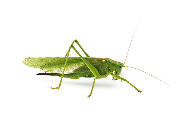 green grasshopper big green grasshopper isolated on white background grasshopper photos stock pictures, royalty-free photos & images