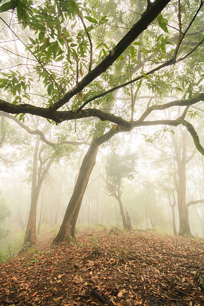 istock forest in the mist and raining fog 482428560