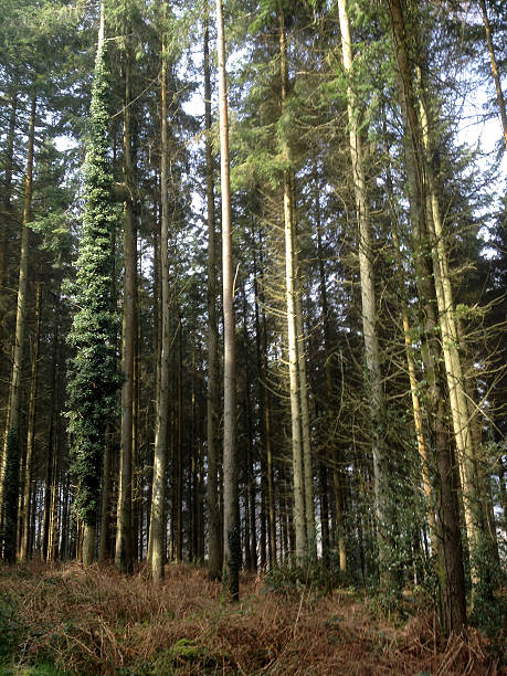istock Image of a Woodland Scene 482428597