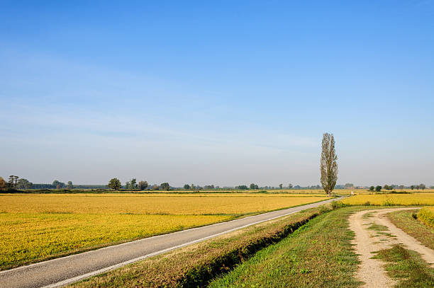 Rice fields in summer, Lomellina (Italy) stock photo