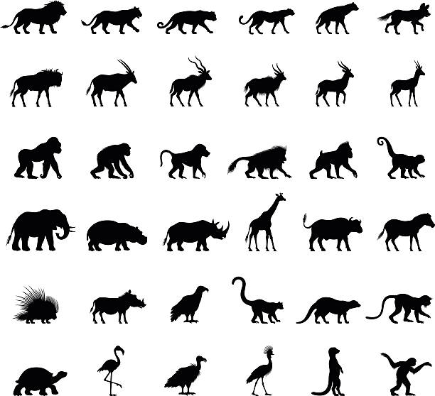African Animal Silhouettes High Resolution JPG,CS6 AI and Illustrator EPS 10 included. Each element is grouped and layered separately. Very easy to edit. saimiri sciureus stock illustrations