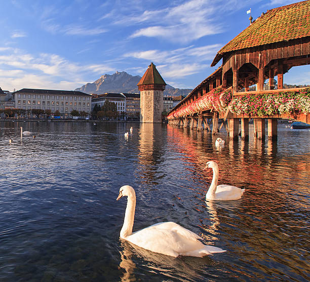 istock Lucerne, the Chapel Bridge and Swans 482429817