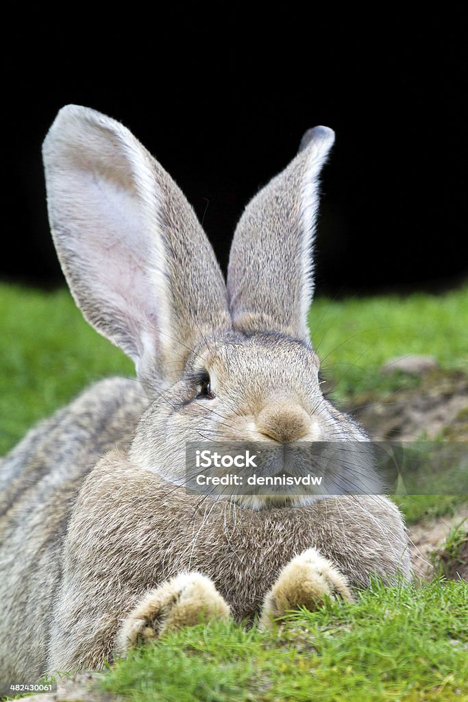 Rabbit portrait Cute fluffy rabbit lying in the grass with a dark background Animal Stock Photo