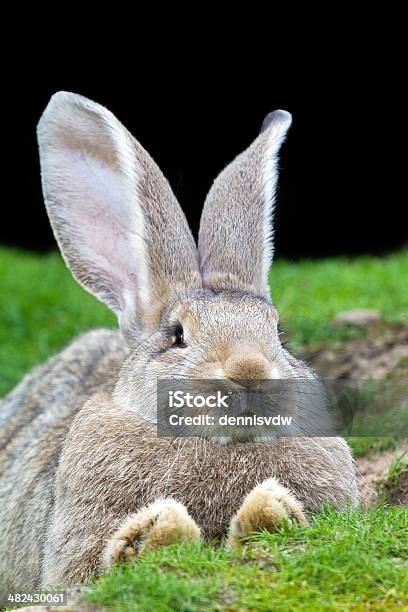 Rabbit Portrait Stock Photo - Download Image Now - Animal, Animal Body Part, Animal Ear