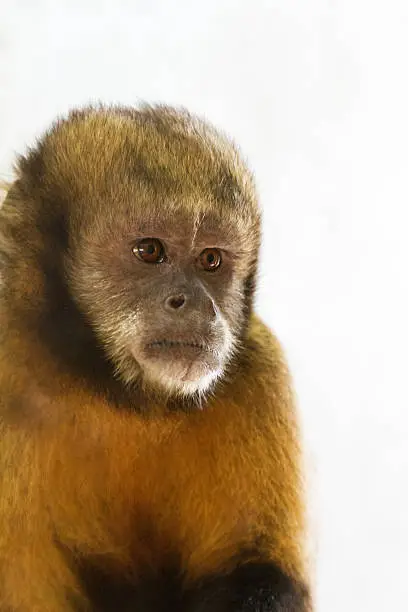 The golden-bellied capuchin (Sapajus xanthosternos), also known as the yellow-breasted or buffy-headed capuchin, is one of several species of New World monkeys.