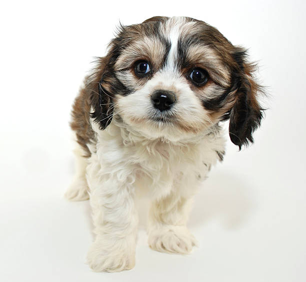 60+ Cavachon Puppy Stock Photos, Pictures & Royalty-Free Images - iStock