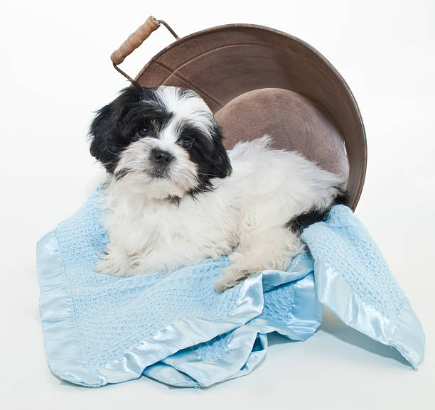istock Seet Little Black and White Puppy 482430157