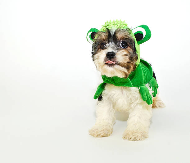 istock Cavachon Puppy in a Frog Costume 482430177