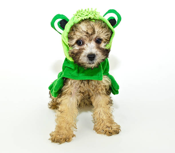 istock Poodle puppy In a frog outfit. 482430195