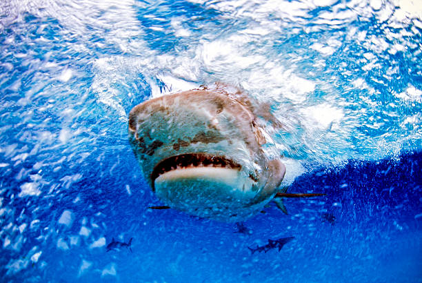 requin tigre - sand tiger shark photos et images de collection