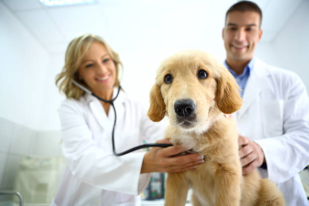 istock Smiling vets with cute retriever puppy. 482430722