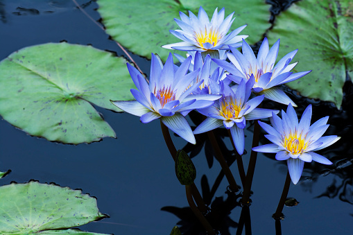 Group of blue water lily lotus flowers with the lotus plants in the water