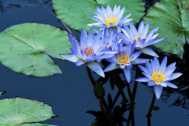 Water: Water Flowers in Water Blue Water: Water Flowers in Water Blue