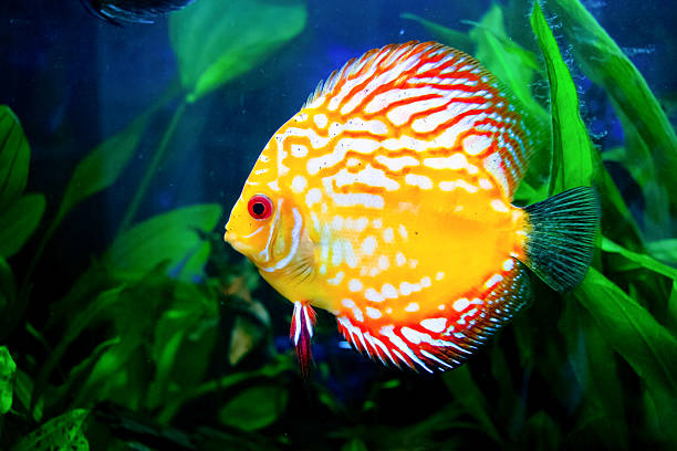 istock Aquarium with some tropical fisches 482430930