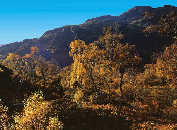 istock Autumn in The Trossachs, Scotland 482431211