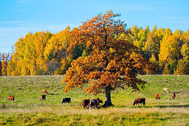 Cows under the tree stock photo