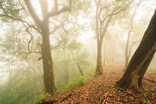 istock forest in the mist and raining fog 482433762