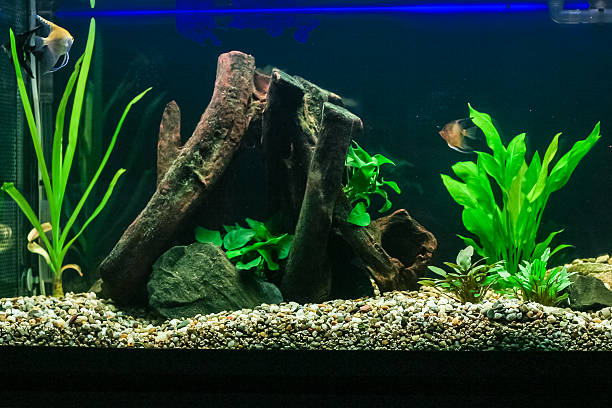 istock Aquarium with some tropical fisches 482434292
