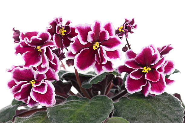 violette blüte - gloxinia stock-fotos und bilder
