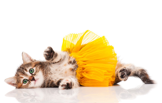 Cute kitten dressed in the tutu having a rest over white background
