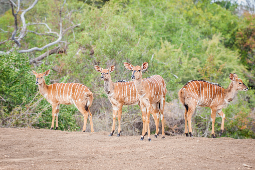 Herd of Inyala stand on a ridge in the Kruger National Park