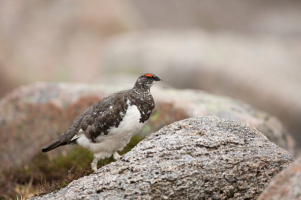 istock Male Ptarmigan Walking Amongst The Rocks 482436358