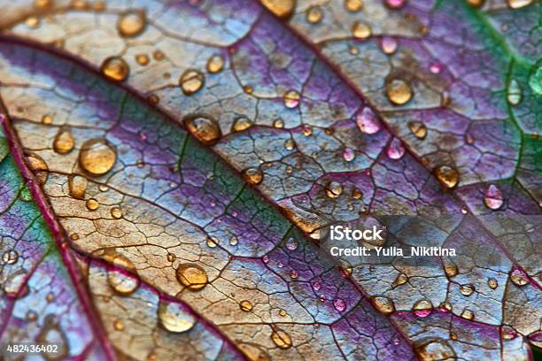 Autumn Grape Leaf With Water Drops Stock Photo - Download Image Now - 2015, Abstract, Autumn