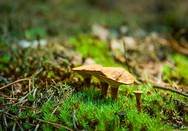 Yellow mushrooms in a pine forest on the moss vsolnichnuyu weather