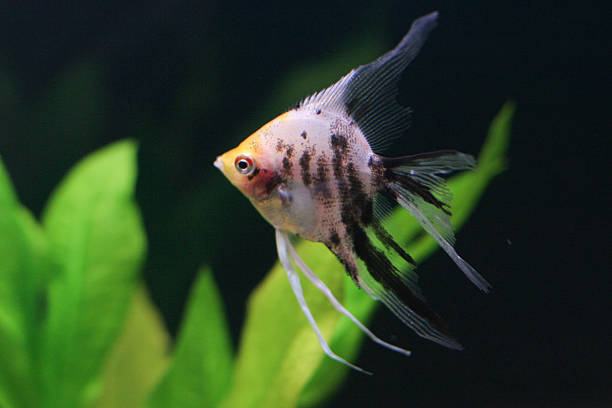 istock Aquarium with some tropical fisches 482436596