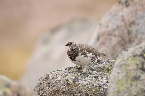 istock Male Ptarmigan Stood On A Rock 482436828