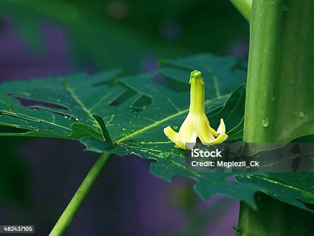 Foto de Flor De Mamão e mais fotos de stock de Abstrato - Abstrato, Amarelo, Bebida gelada