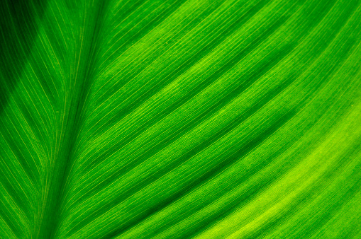 Horizontal closeup photo of bright green fronds from a palm tree lit up by tropical sunshine.