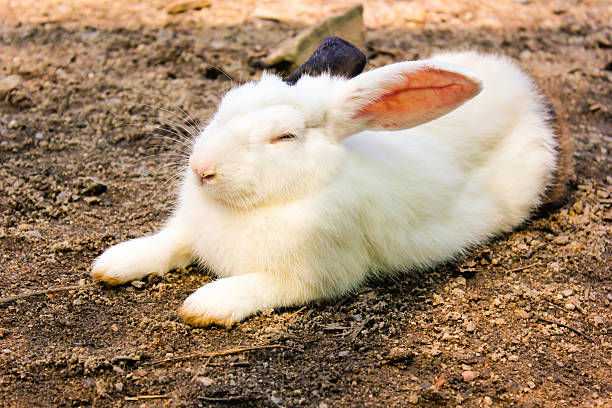 istock rabbit have white and black ear in the cage, 482437273