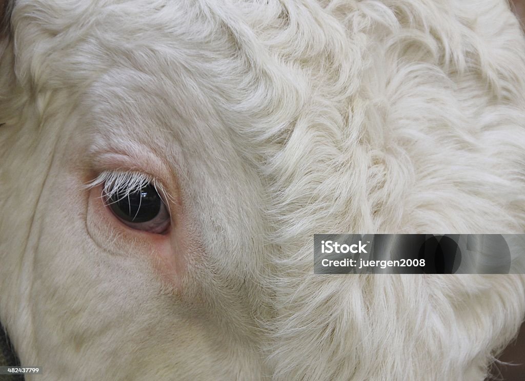 Zucht bull - Lizenzfrei Agrarbetrieb Stock-Foto