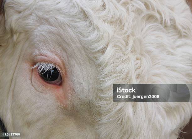 Foto de Touro De Reprodução e mais fotos de stock de Agricultura - Agricultura, Animal de Fazenda, Animal doméstico