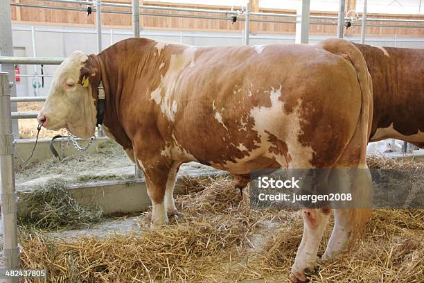 Hodowla Bull - zdjęcia stockowe i więcej obrazów Beżowy - Beżowy, Byk - Zwierzę płci męskiej, Bezpośrednio poniżej