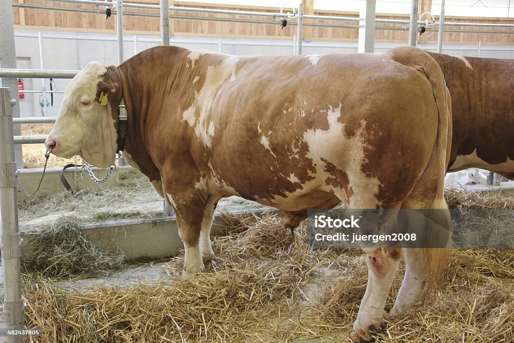 breeding бык - Стоковые фото Бежевый роялти-фри