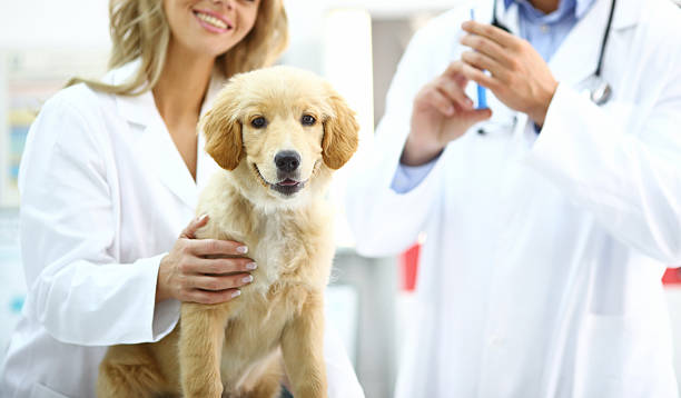 Golden Retriever puppy at vet's office.
