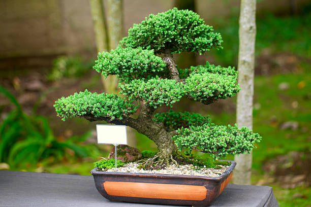 istock Beautiful Bonsai in the park 482440766