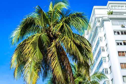 Palm tree and buildings in Rio de Janeiro, Brazil