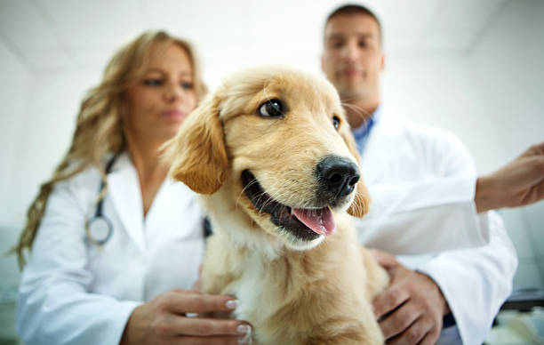 istock Vets examining Golden Retriever puppy. 482442420