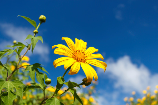 Mexican Sunflower Weed (Bau tong flower) and blue sky at Mae Hong Son ,Thailand