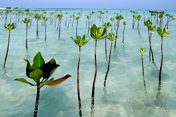 Mangrove Seddling Mangrove seddling at Pari Island, Indonesian. mangrove forest photos stock pictures, royalty-free photos & images