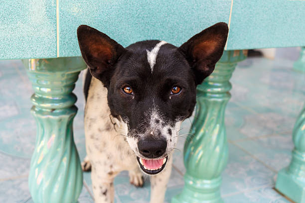 cão híbrido - mixed breed dog dog human face variation imagens e fotografias de stock