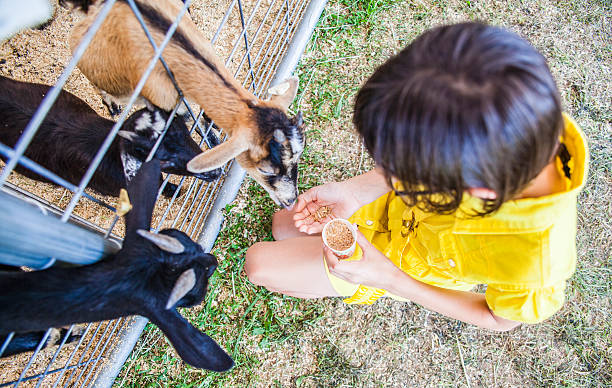 девушка подача lambs в стране справедливым - agricultural fair child farm sheep стоковые фото и изображения