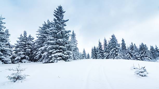 istock Spruce Tree Forest Covered by Snow in Winter Landscape 482444964