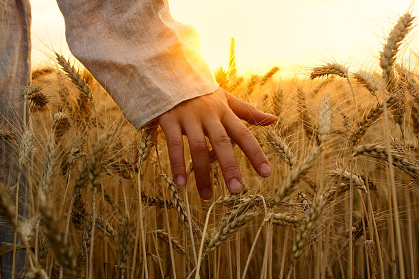 руку молодой женщины в полевых условиях - nature abstract sunlight cereal plant wheat стоковые фото и изображения