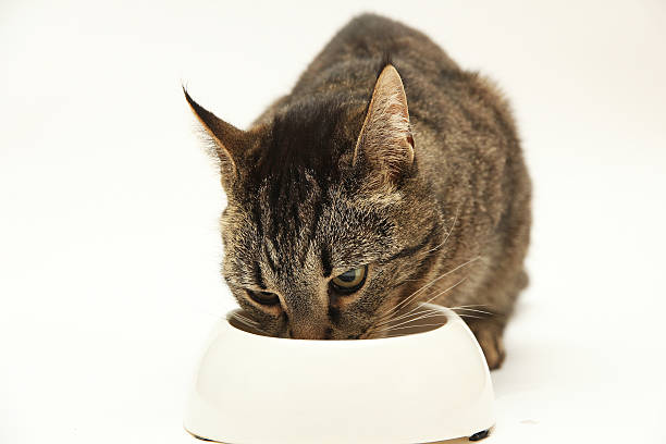 istock Tabby cat eating from white food bowl 482445964