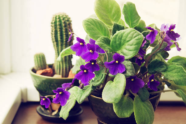 istock Potted African Violet and cactus 482446208