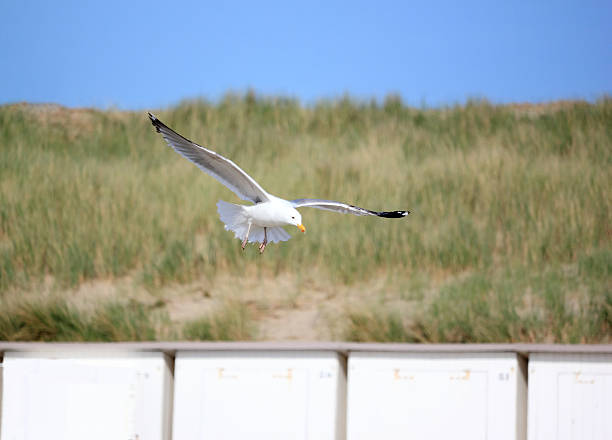 The European herring gull (Larus argentatus) is a large gull (up to 26 in (66 cm) long). One of the best known of all gulls along the shores of western Europe, it was once abundant. It breeds across Northern Europe, Western Europe, Central Europe, Eastern Europe, Scandinavia and the Baltic states.